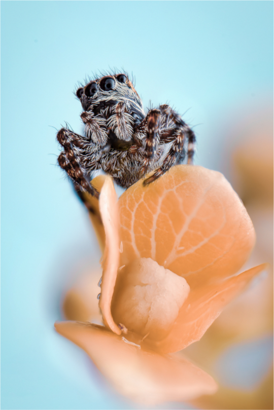Jumping Spider on an Orange Flower, Maine