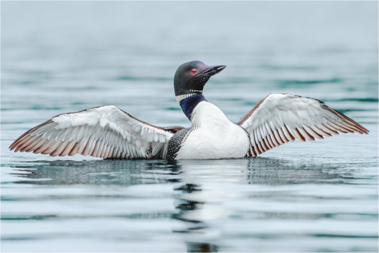 Loon Stretches its Wings on a Lake, Maine