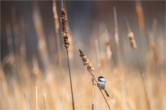 Black-Capped Chickadee on a Cattail, Maine