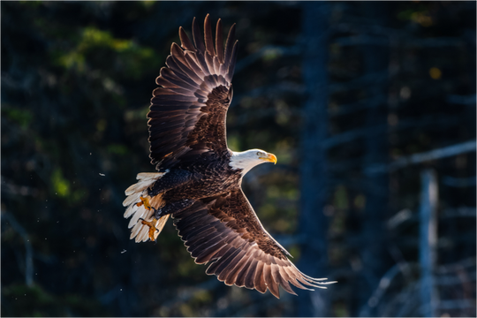 Bald Eagle in Flight, Maine