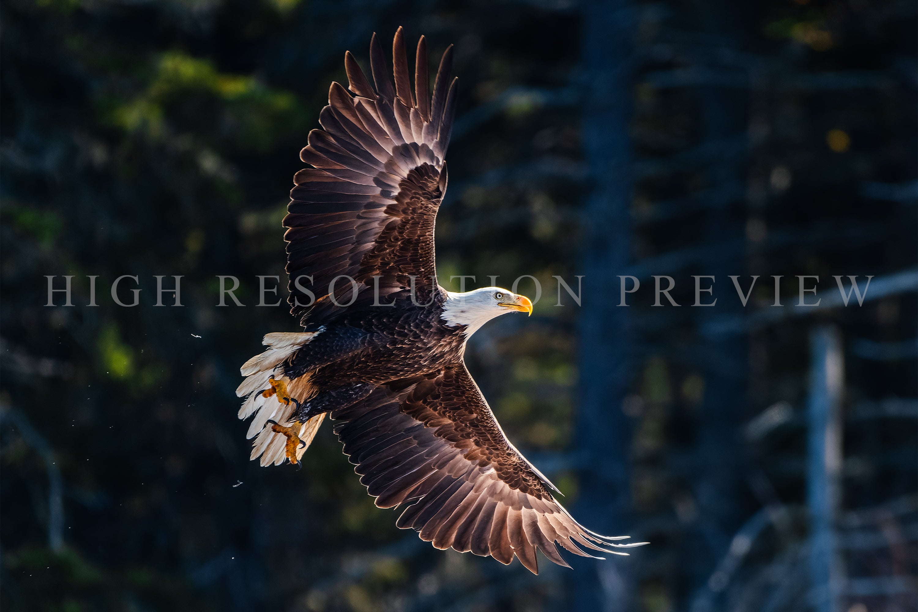 Bald Eagle in Flight, Maine