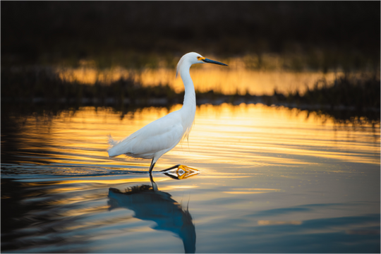 Snowy Egret at Golden Hour, Maine