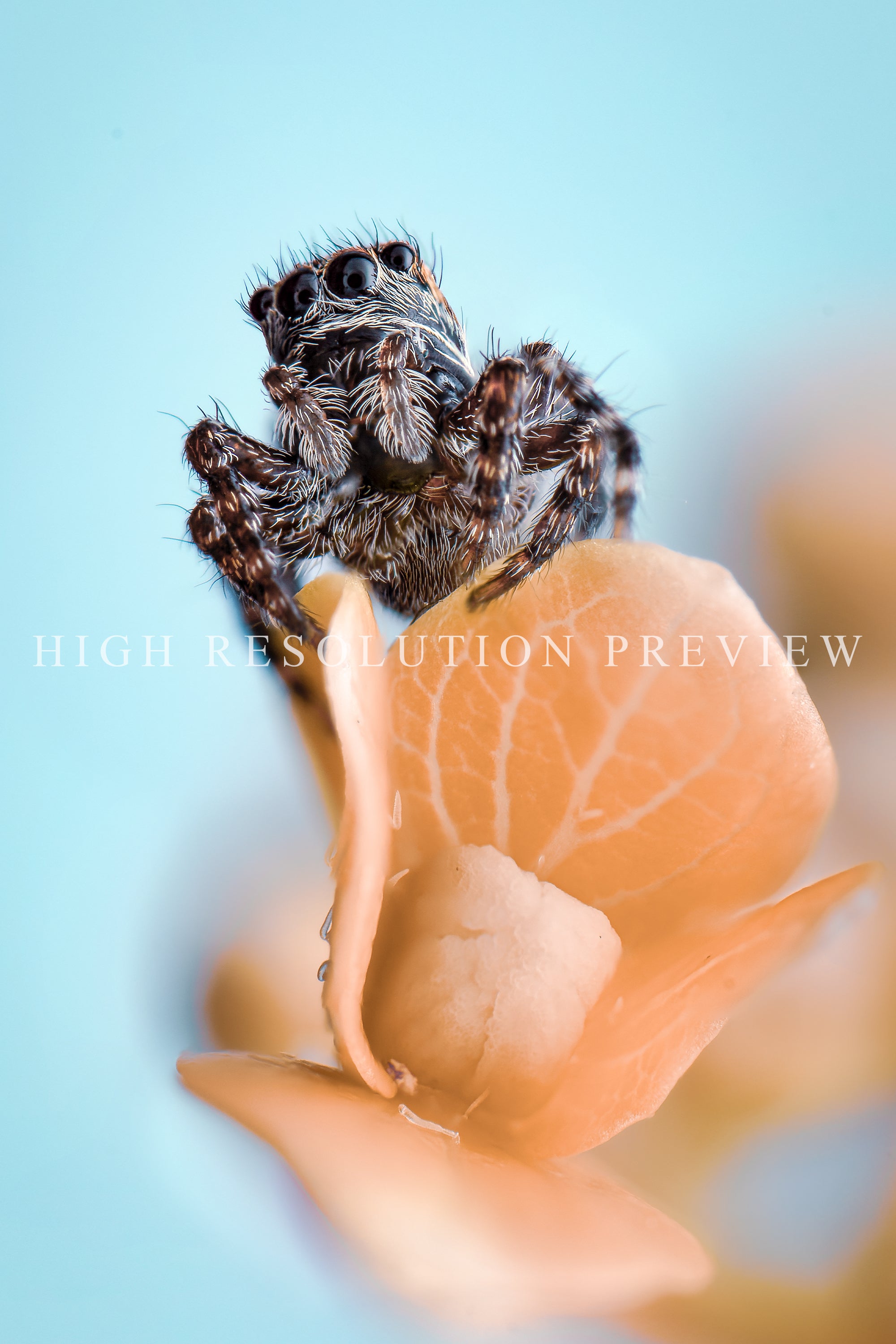 Jumping Spider on an Orange Flower, Maine