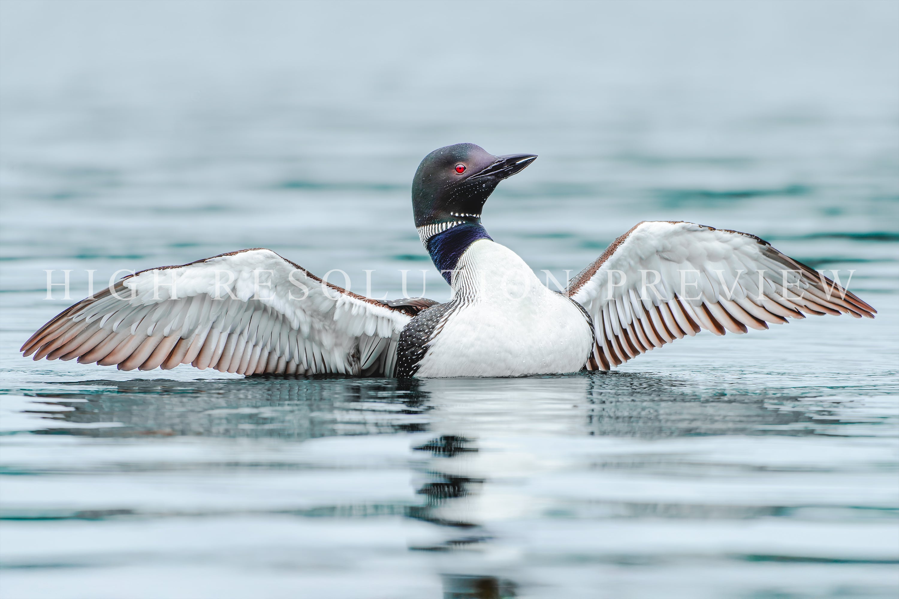 Loon Stretches its Wings on a Lake, Maine