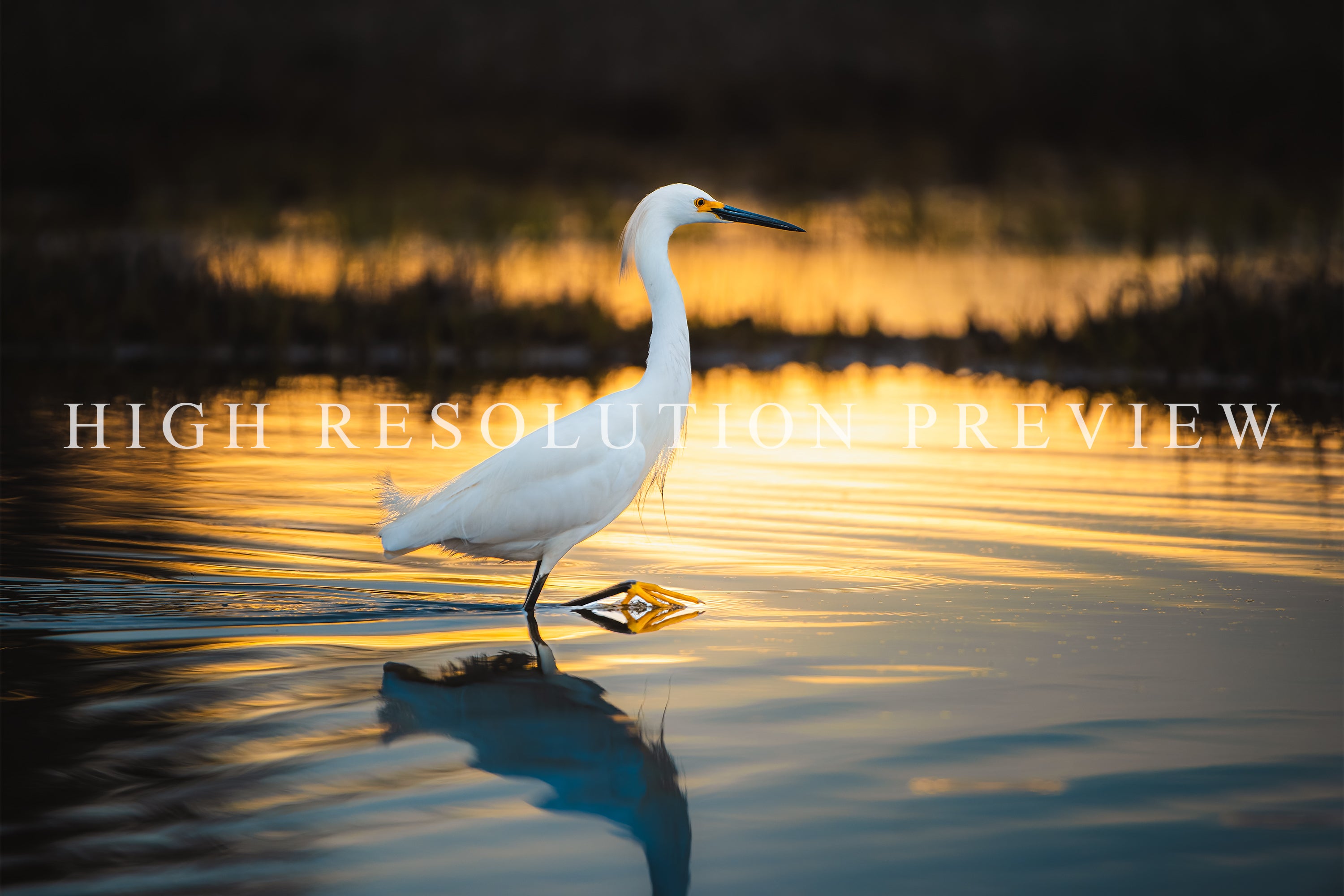 Snowy Egret at Golden Hour, Maine